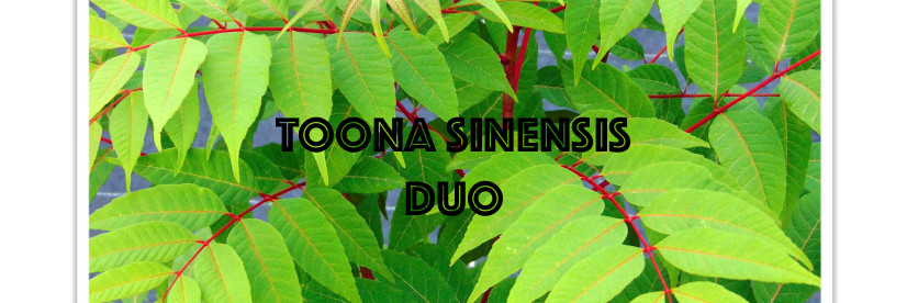 Toona Sinensis, musicien Violoniste en représentation à Vienne - photo de couverture